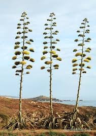 Agave americana fullplant9.jpeg